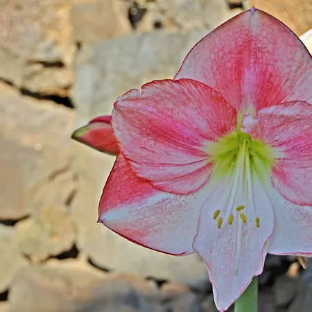 Casa Victor Ля Оротава