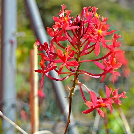 Casa Victor La Orotava