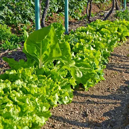 Casa Victor Фермерский дом Ля Оротава