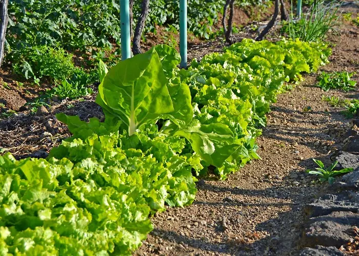 Casa Victor Alojamento de Turismo Rural La Orotava